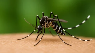 Gros plan d’un moustique tigre (Aedes albopictus) en train de piquer une peau humaine.