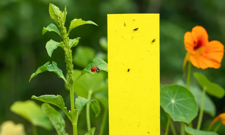 Piège collant jaune contre pucerons avec coccinelle et capucine dans un jardin